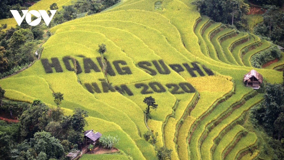 Terraced fields of Hoang Su Phi appear stunning during harvest season